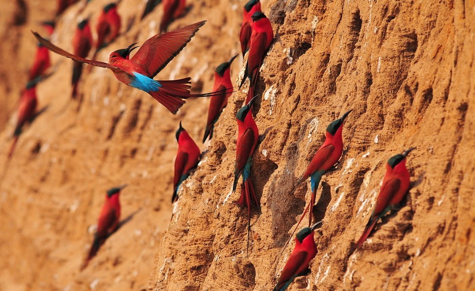 Witness the vibrant dance of carmine bee-eaters in South Luangwa.