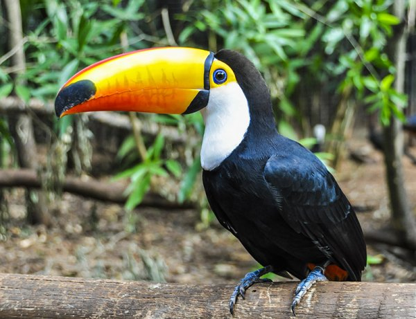 Toucan's Haven at Iguazu Falls Toucans Haven at Iguazu Falls