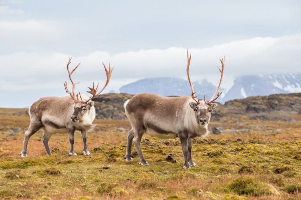 Arctic Reindeer Arctic Reindeer