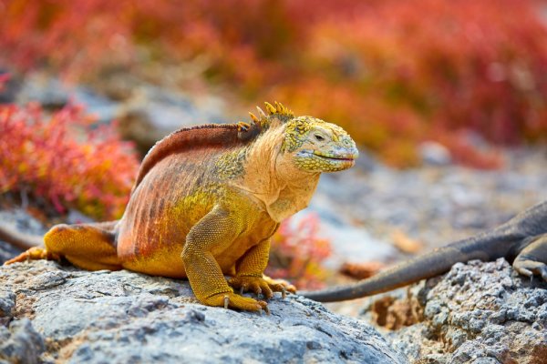 Galapagos Iguana Best places to travel in South America for wildlife experiences Galapagos