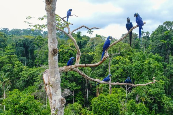 Amazon Best places to travel in south America for wildlife experiences Amazon