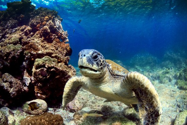 Tortoise underwater in the Galapagos Islands 