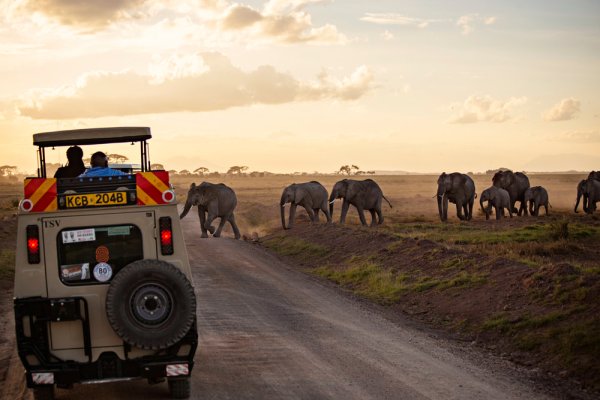 Herd of Elephants crossing in Amboseli, Kenya. Herd of Elephants crossing in Amboseli Kenya.