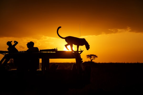 Leaping Elegance: Leopard's Acrobatic Stance in African Safari's Sunset Safari in africa cheetah with people in Masai Mara
