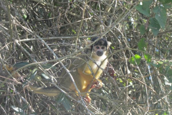 Amazon Rainforest monkey