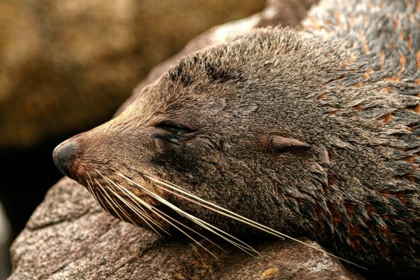 Fiordland Seal seal New Zealand