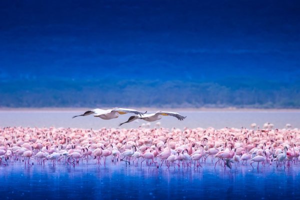 Africa wildlife experience, Flock of flamingos Africa wildlife experience, Flock of flamingos