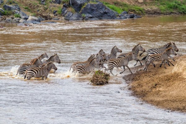 Africa wildlife experiences witnessing zebra migration Africa wildlife experiences witnessing zebra migration