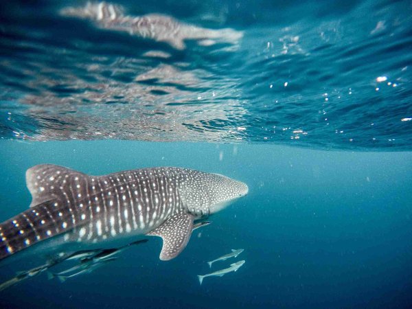 Africa wildlife experiences, whale shark Africa wildlife experiences, whale shark