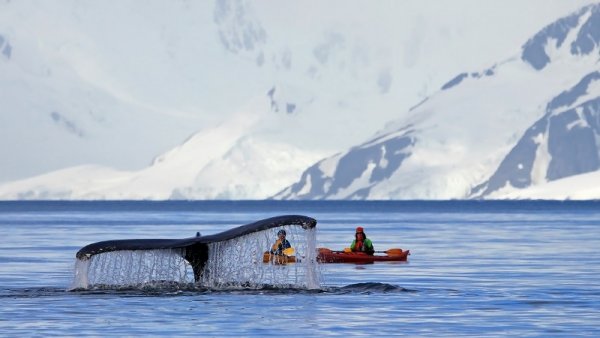 An incredible encounter
