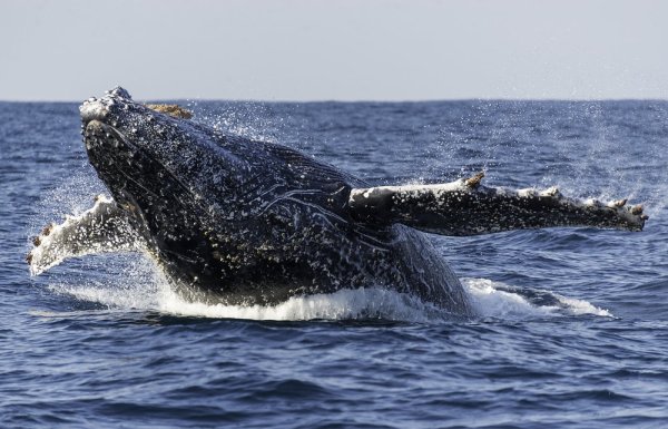 Africa wildlife experiences. Humpback whale breaching during migration Africa wildlife experiences. Humpback whale breaching during migration