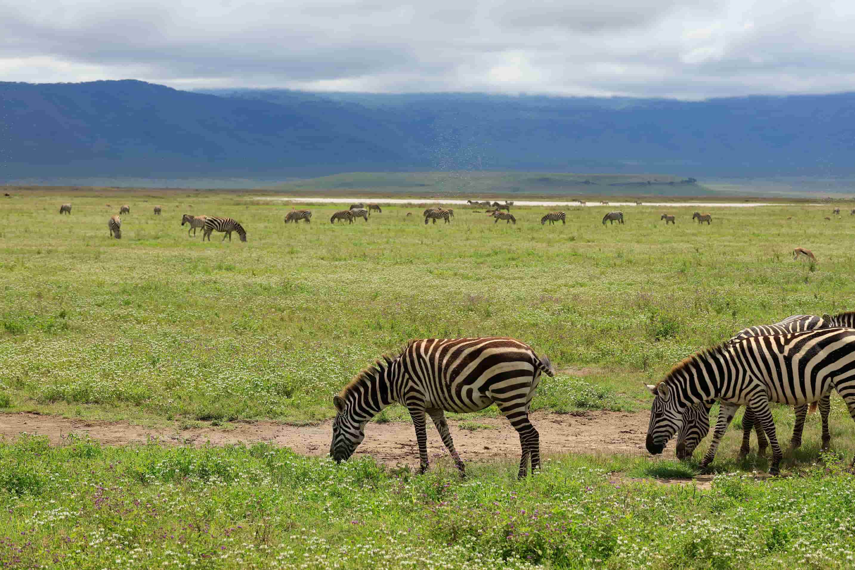 Rich wildlife of Ngorongoro crater.