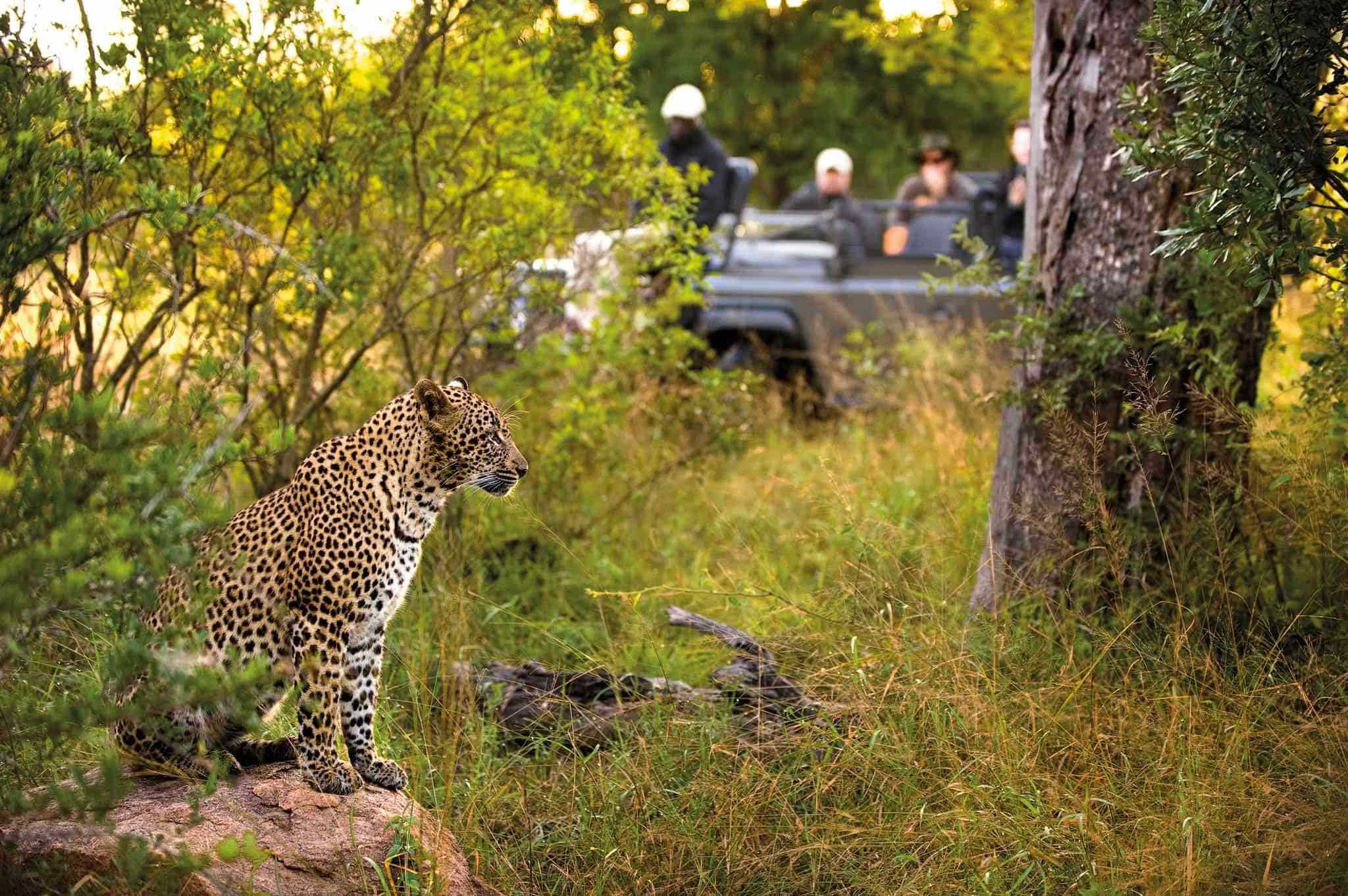 African Leopard spotted during an exciting game drive.