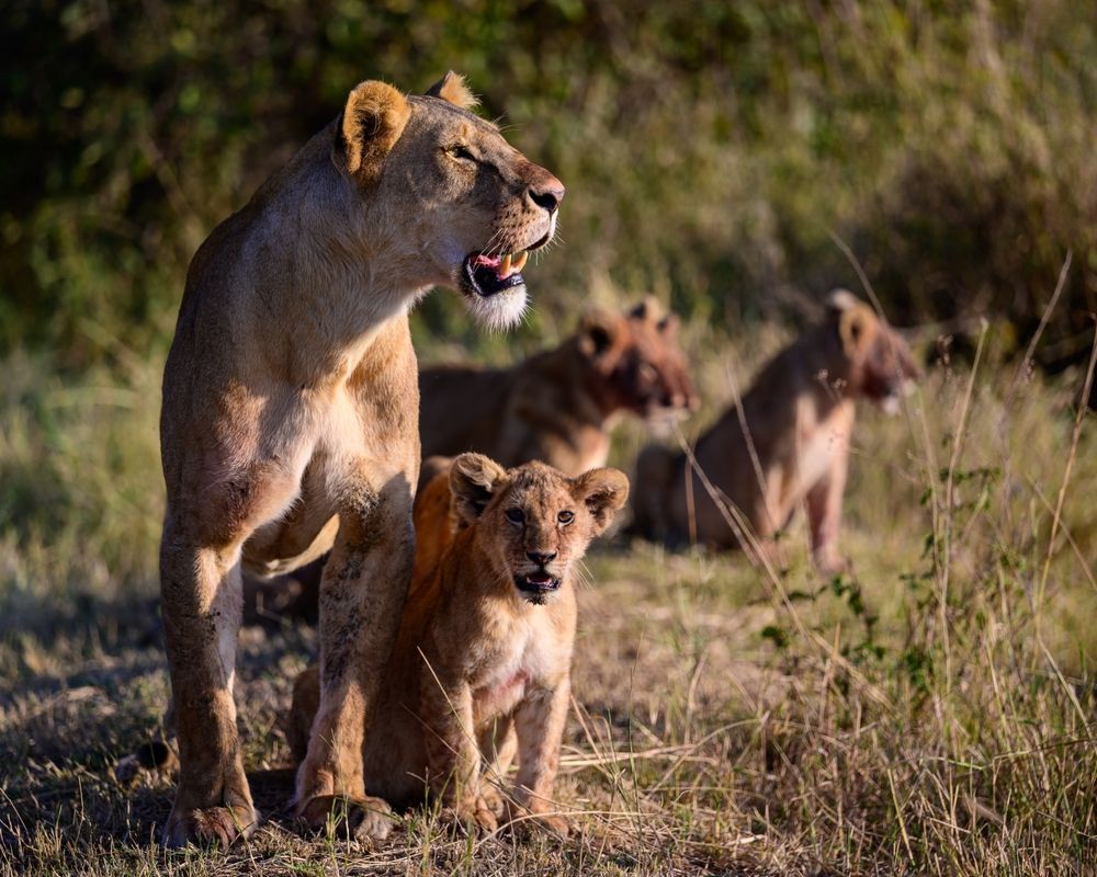 Lioness and cubs roaming the Serengeti National Park.